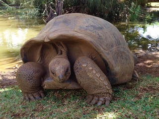 Giant tortoise Seychelles