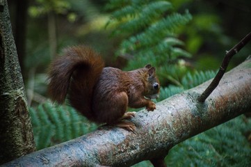 Scotland wildlife photography isle of arran squirrel