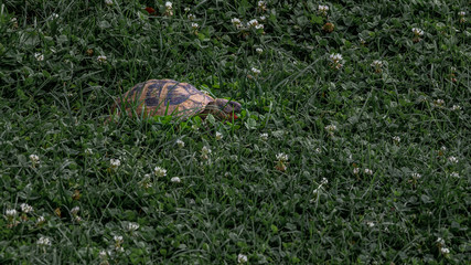 Close up of a turtle hiding in green grass. Lake Ohrid, North Macedonia.