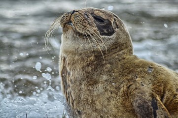 Scotland wildlife seal isle of arran