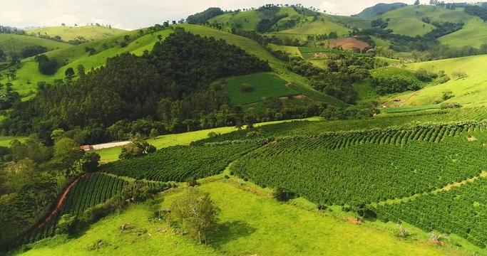 Aerial image coffee plantation, coffee farm