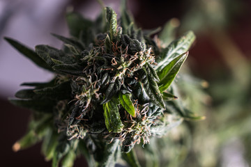 Blooming female marijuana. close up. macro.