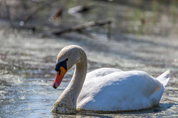 Swan swimming on the lake