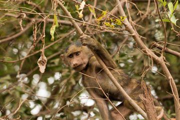 Babbuino sull'albero