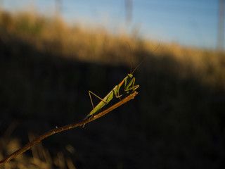 Small-winged Argentine Mantis (Coptopteryx argentina) on a stick