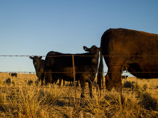 Argentinian brown and black cows