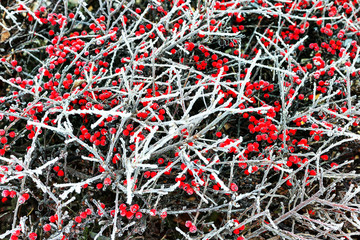 rote gefrorene Beeren im Winter