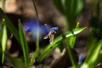 Scilla Siberica or Blue Snowdrop - spring blue flowers, close up. First spring bluebells. Background. A bee collects nectar from a flower