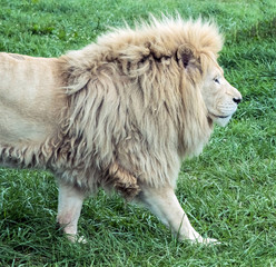 Wild animal White African Lion in Hamilton Safari, Ontario, Canada