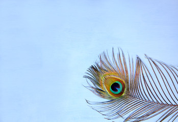Detail of peacock feather eye on turquoise background. Luxury Abstract Texture for Peafowl...