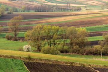 Spring fields in Ponidzie in Poland- fields near Kielce and Krakow. 