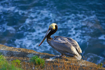 View of wild brown California pelicans (Pelecanus occidentalis californicus) in the La Jolla cove near San Diego, California