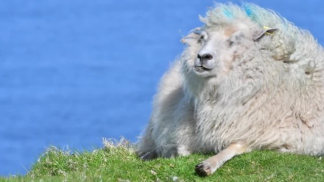 White sheep ruminating, chewing cud on sea cliff top, Scotland, UK
