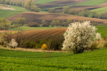 Spring fields in Ponidzie in Poland- fields near Kielce and Krakow. 