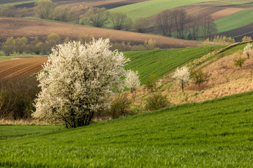 Spring fields in Ponidzie in Poland- fields near Kielce and Krakow. 