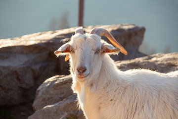 Obraz premium white adult billy goat on alpine meadow in warm winter sunlight in Schenna, South Tyrol / Italy