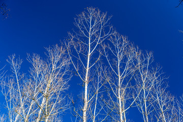 Forest vegetables in spring time