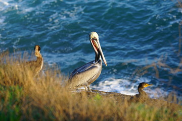 View of wild brown California pelicans (Pelecanus occidentalis californicus) in the La Jolla cove near San Diego, California