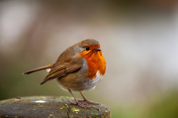 Robin Redbreast (Erithacus rubecula) perched on a fence post
