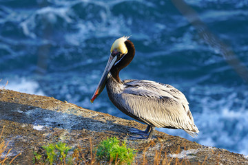 View of wild brown California pelicans (Pelecanus occidentalis californicus) in the La Jolla cove near San Diego, California