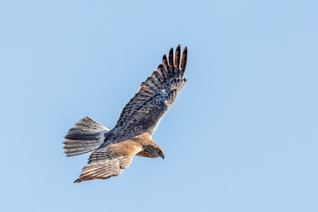 Australasian Harrier in New Zealand