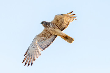 Australasian Harrier in New Zealand