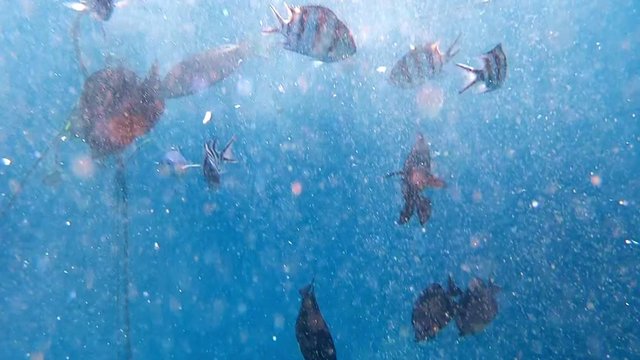 School of fish in Red Sea eating