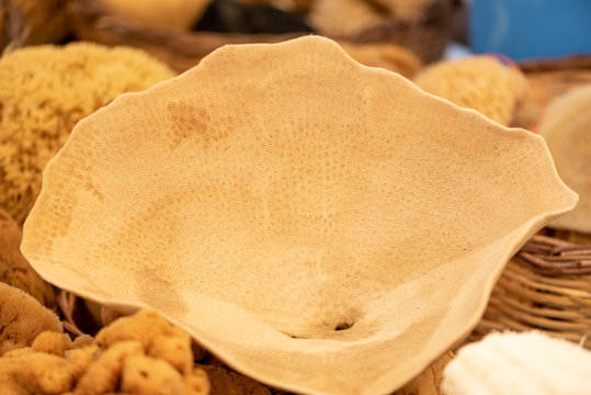 The natural sea sponges from Greece. Closeup image of high quality sponge "elephant ear". 