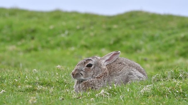 European rabbit (Oryctolagus cuniculus) lying down and resting in meadow