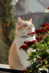 Cat with red flower in the window - 317350615
