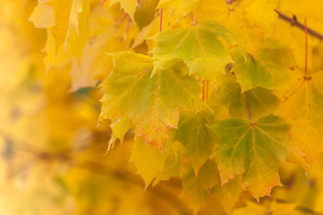 Prächtiger Spitzahorn im Herbst