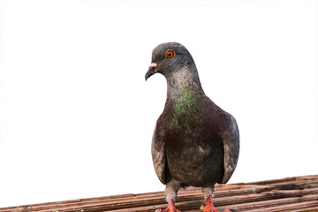 pigeon perched on wood bench on white background