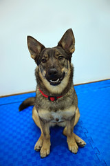 portrait of cute domestic dog