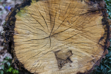 France. Gros plan d'une vue en coupe d'un tronc d'arbre coupé. Close up of a sectional view of a cut tree trunk.
