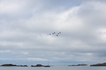 France. Bretagne. vol d'oies sauvages en escadrille. flight of wild geese in a squadron.