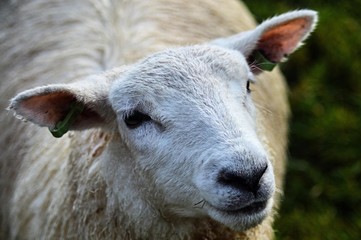 Scotland live stock wildlife photography sheep