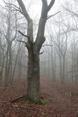 Nebel im Wald