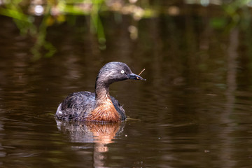 Dabchick New Zealand Grebe