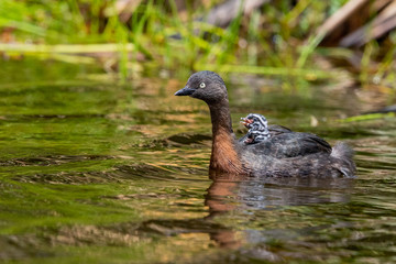 Dabchick New Zealand Grebe