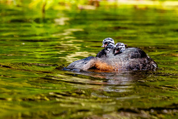 Dabchick New Zealand Grebe