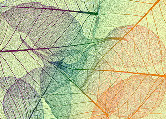 colored leaves on white background - textured background
