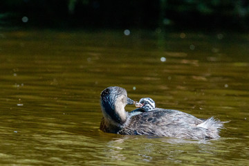 Dabchick New Zealand Grebe