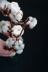 Cotton flowers in hands on black background, top view.