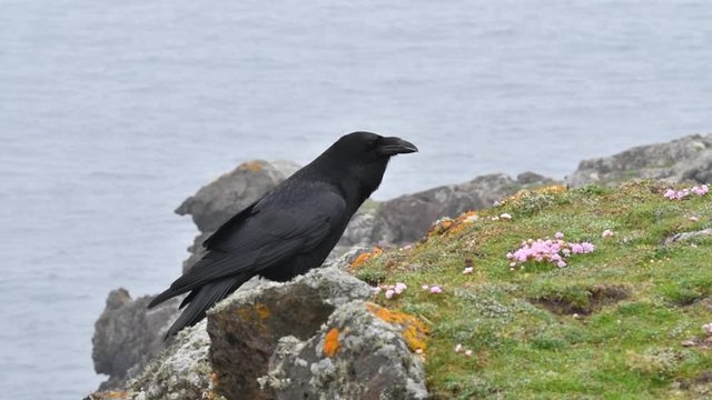 Common raven / northern raven (Corvus corax) calling from top of sea cliff along the coast, Scotland, UK