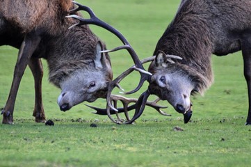 Scotland deer isle of arran wildlife