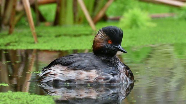 Black-necked grebe / eared grebe (Podiceps nigricollis) in breeding plumage swimming in pond in summer
