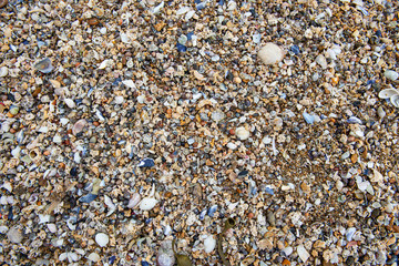 France. Bretagne. un tas de coquillages. a bunch of shells