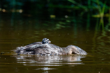 Dabchick New Zealand Grebe