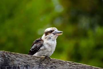 DACELO NOVAEGUINEAE  Le Martin-chasseur géant aussi appelé kookaburra