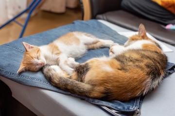 Calico mom cat with cute red and white kitten sleeping on denim skirt mistress